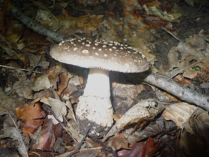 Amanita_excelsa_va.spissa