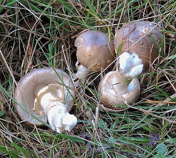 Amanita excelsa var. excelsa