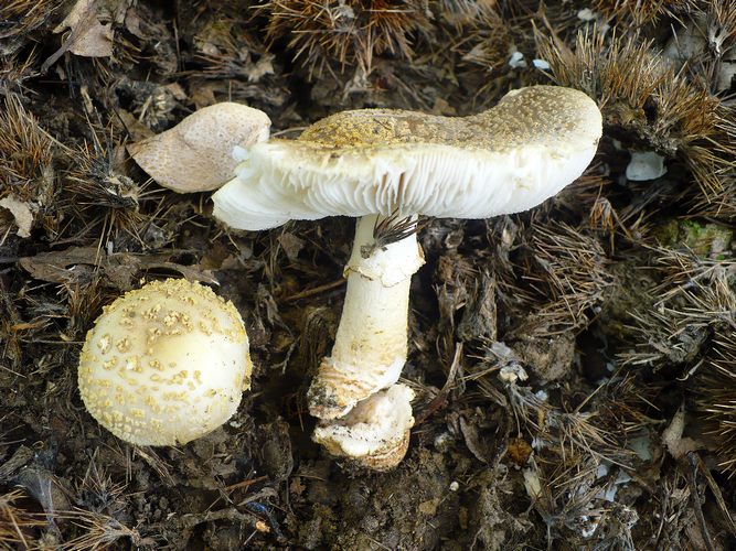 Amanita_franchetii