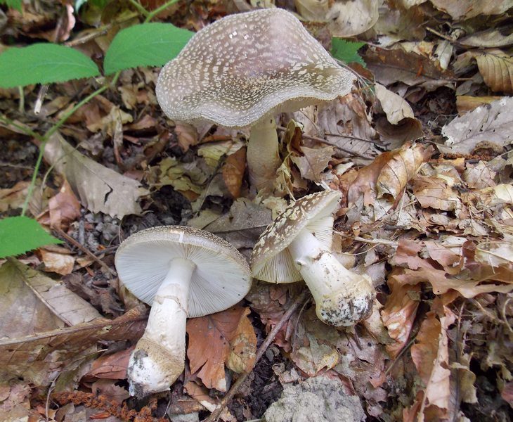Amanita franchetii 2