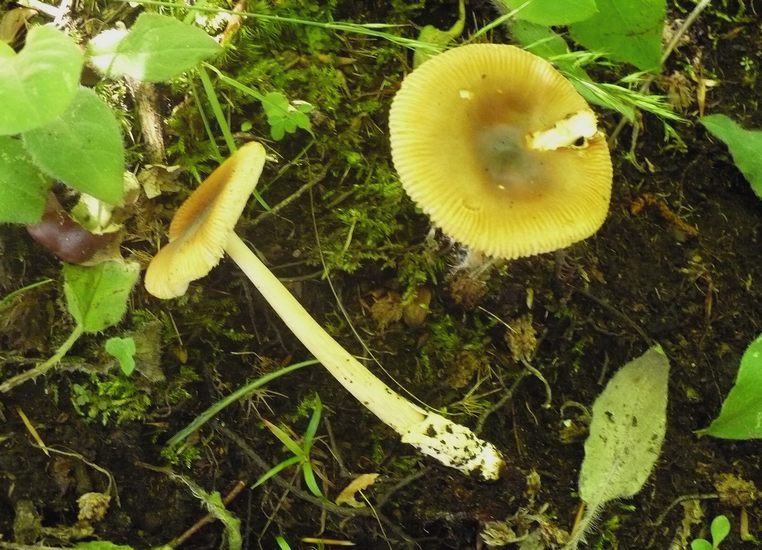 Amanita fulva Lago di Gerosa