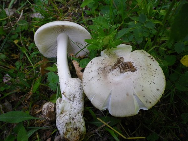 Amanita_lividopallescens_o_simulans