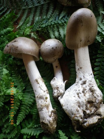 Amanita_magnivolvata_Altino