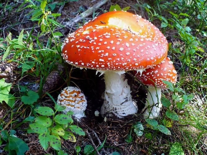 Amanita_muscaria_2