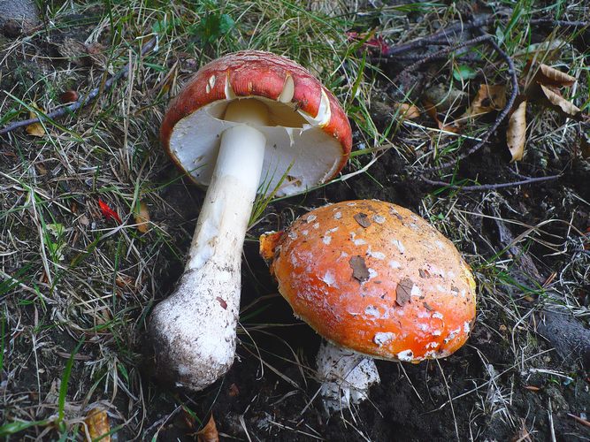 Amanita_muscaria_Monte_Amiata