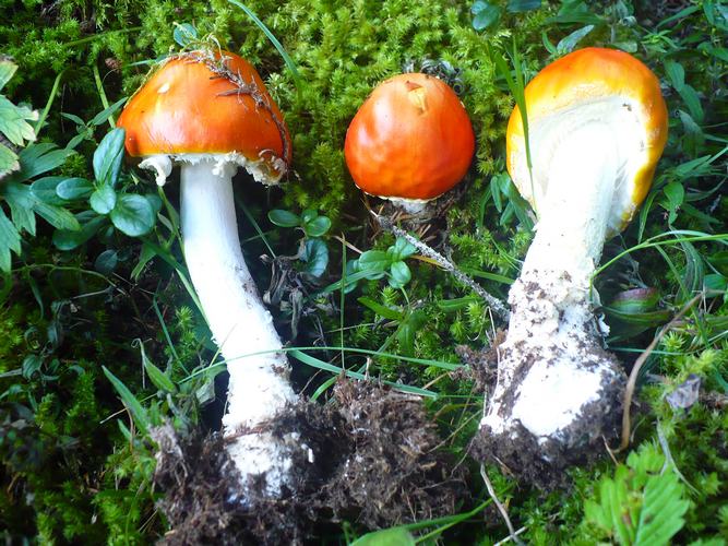 Amanita_muscaria_fo.aureola