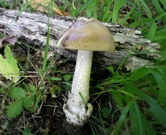 Amanita_oblongispora_Castelsantangelo_sul_Nera