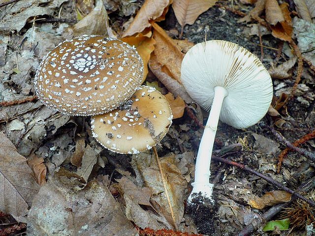 Amanita_pantherina