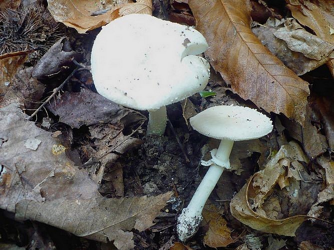 Amanita_pantherina_va.albida