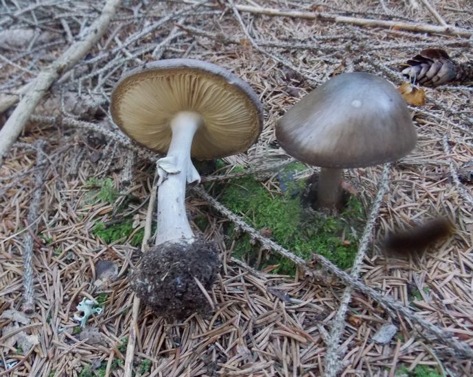 Amanita porphyria Cermis