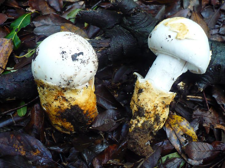 Amanita proxima