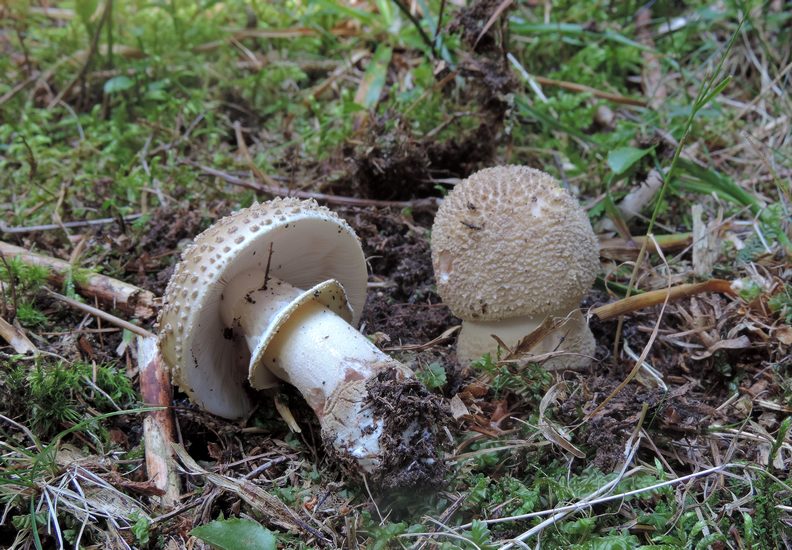 Amanita rubescens 3