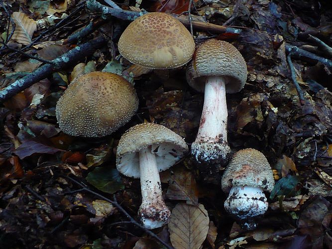 Amanita_rubescens_Canfaito