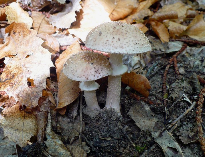 Amanita rubescens Crispiero