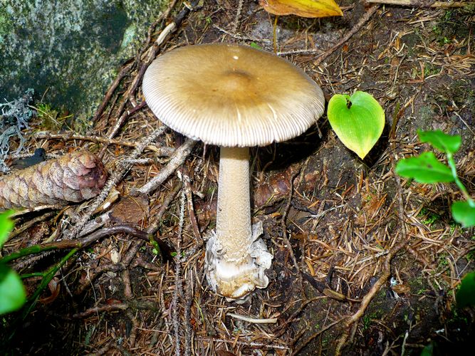 Amanita_submembranacea