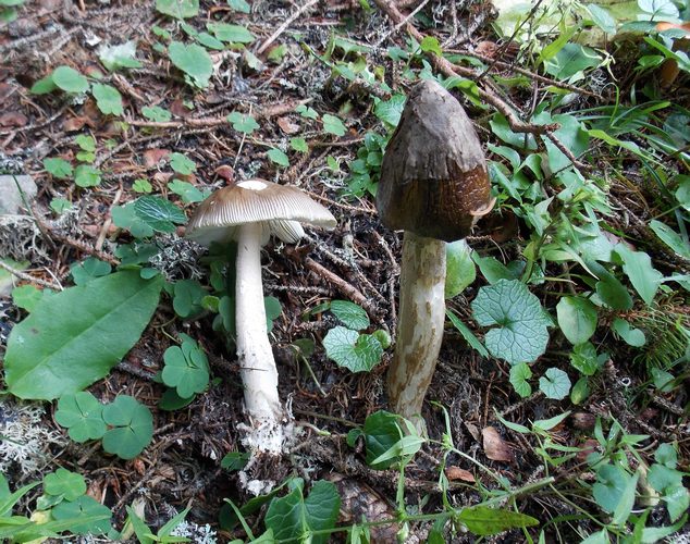 Amanita_submembranacea_2