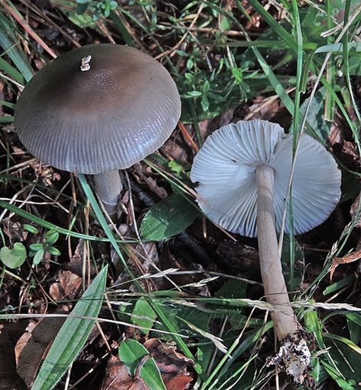 Amanita vaginata Var. plumbea