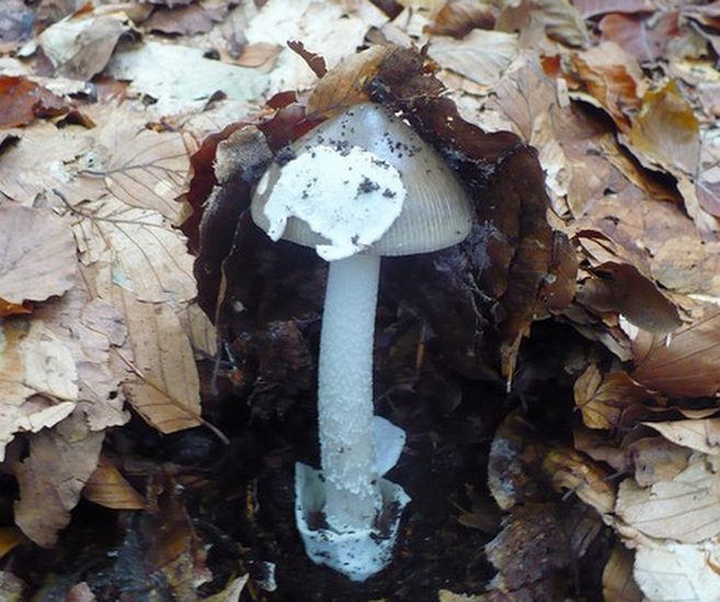 Amanita vaginata con placca