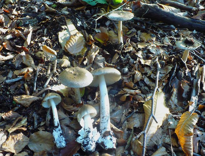 Amanita_vaginata_gruppo