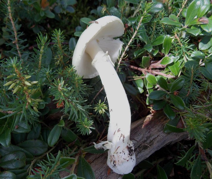 Amanita virosa