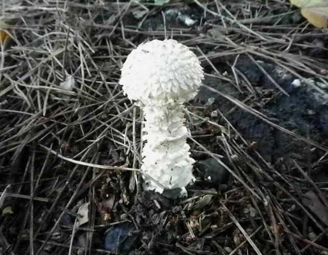 Amanita_vittadini