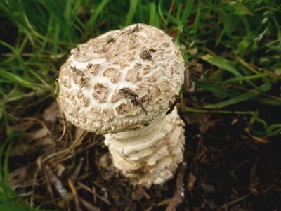 Amanita_vittadini_var._codinae