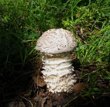 Amanita_vittadini_var._codinae_Parco_1_Maggio__Chiaravalle