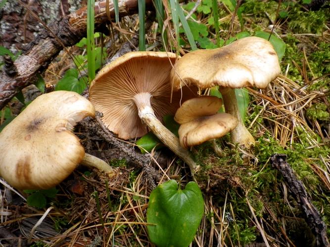 Armillaria_cepistipes_Canazei