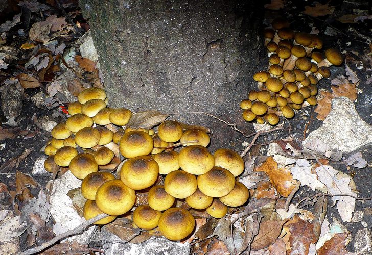 Armillaria_mellea
