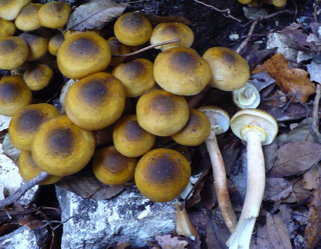 Armillaria_mellea_2