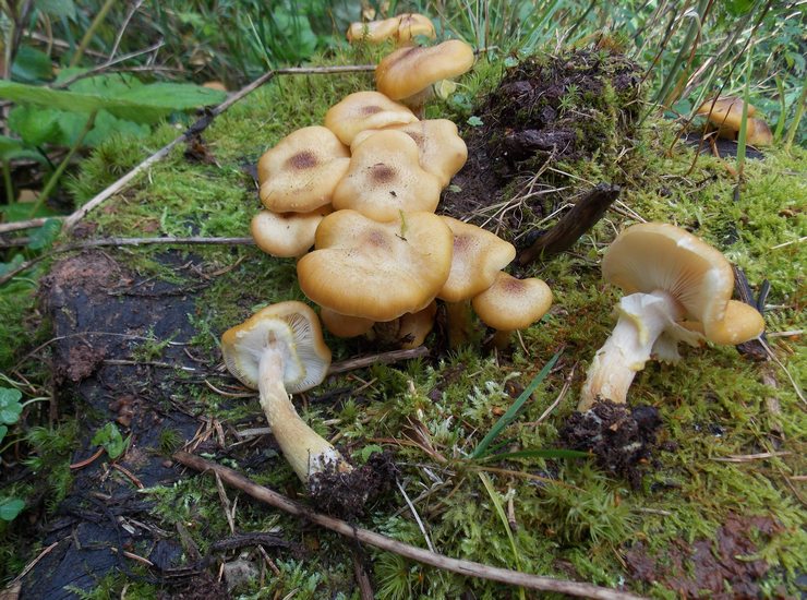 Armillaria mellea Lavazè