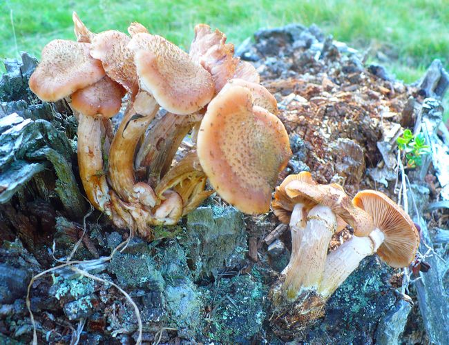 Armillaria_ostoyae_2