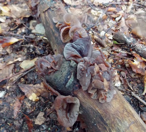 Auricularia vallacera