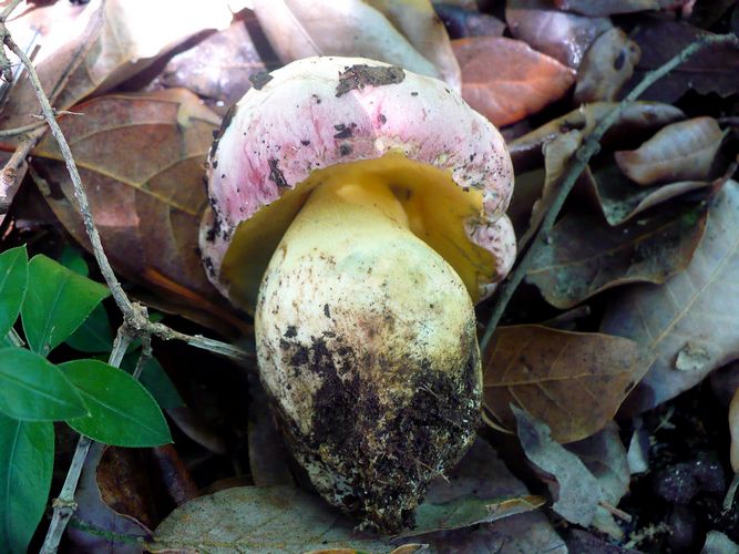B.pulchrotinctus