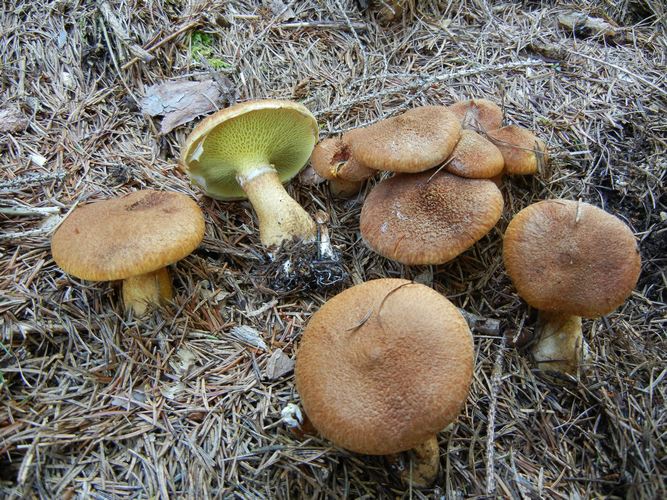 BOLETINUS_CAVIPES3