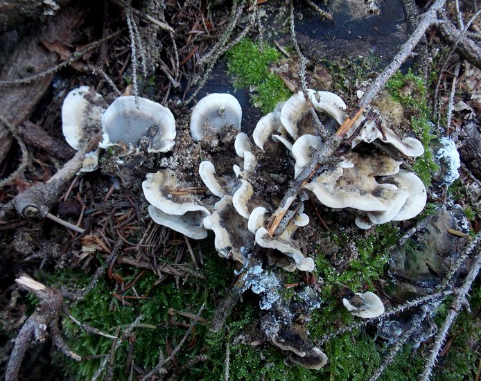 Bjerkandera adusta