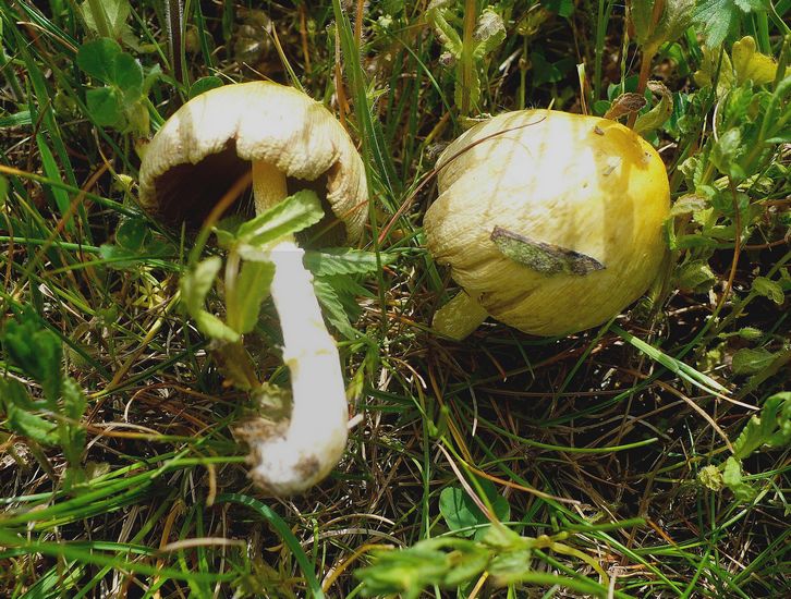 Bolbitius titubans