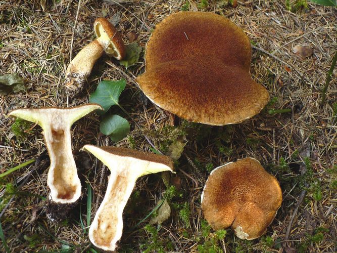 Boletinus_cavipes