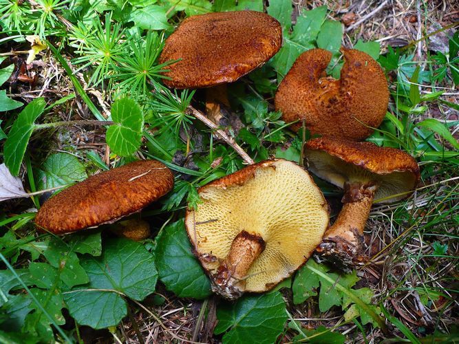 Boletinus_cavipes_2