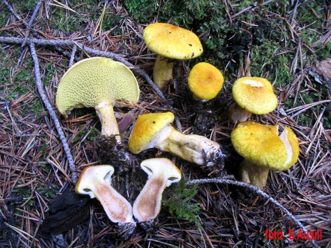 Boletinus_cavipes_va.aurea