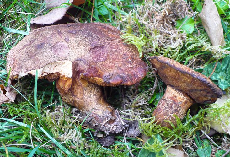 Boletinus_lakei