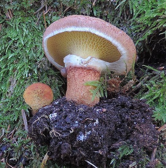 Boletinus landkammeri