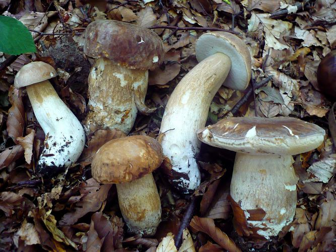 Boletus_aestivalis_gruppo