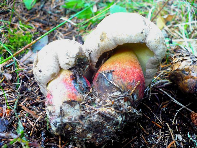 Boletus_calopus_2