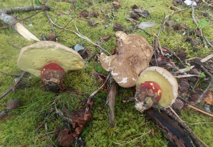 Boletus calopus Eire