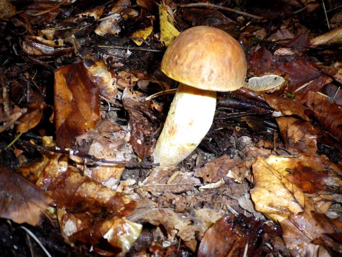 Boletus_depilatus_Vallacera