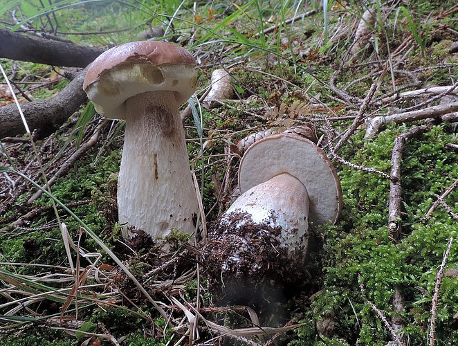 Boletus edulis 2