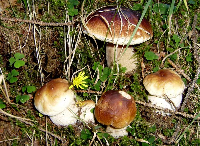 Boletus_edulis_Aprica