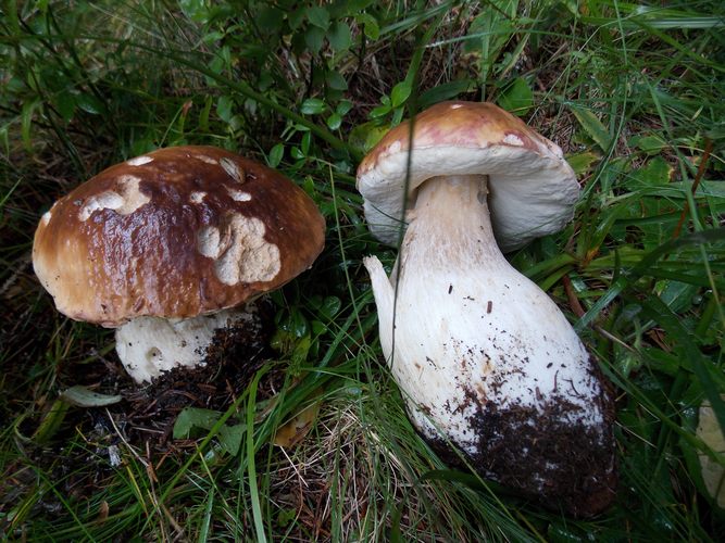 Boletus_edulis_Rio_Falz