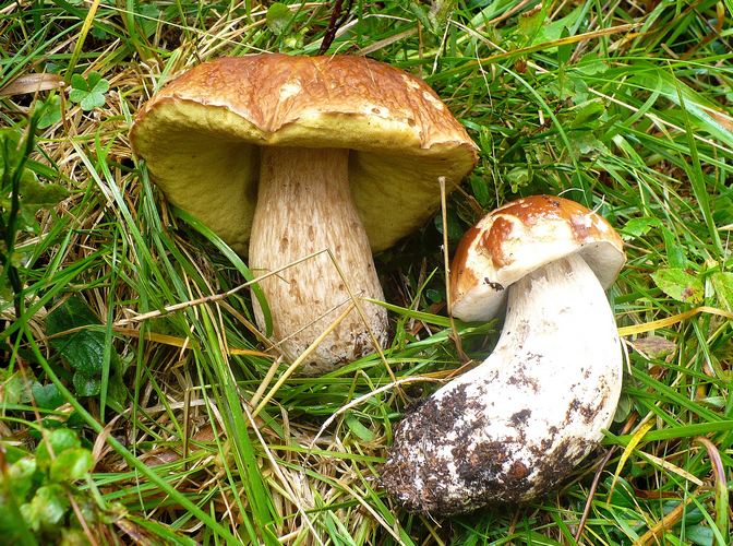 Boletus_edulis_passo_Lavaz